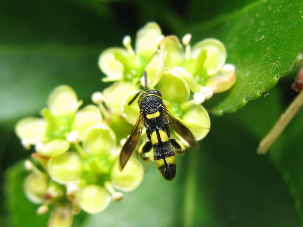 leucospis dorsigera o bifasciata?